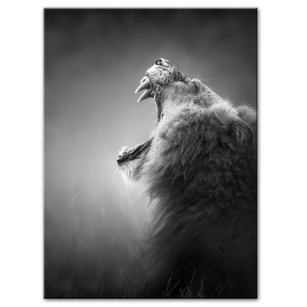 Black And White Roaring Lion Canvas Print Picture - Image 2