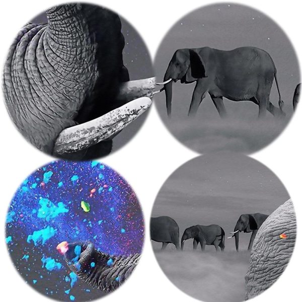 Cute Baby Elephant Blowing Rainbow Canvas Print Picture - Image 4