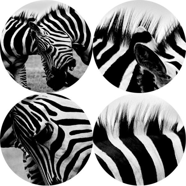 Africa Zebra Wall Art Picture - Image 4