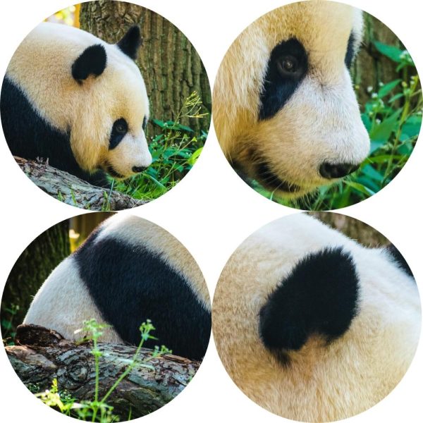 Giant Panda Wall Art Canvas Print - Image 4