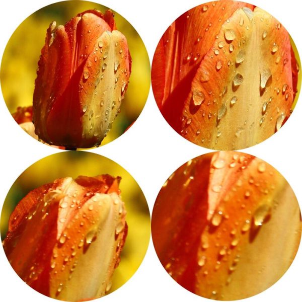 Colorful Tulip Flowers in Water Drops Wall Art Canvas Print - Image 4