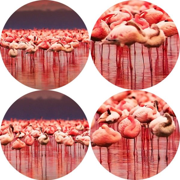 African Flamingo at Sunset Wall Art Canvas Print - Image 4