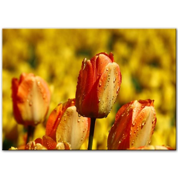 Colorful Tulip Flowers in Water Drops Wall Art Canvas Print - Image 3