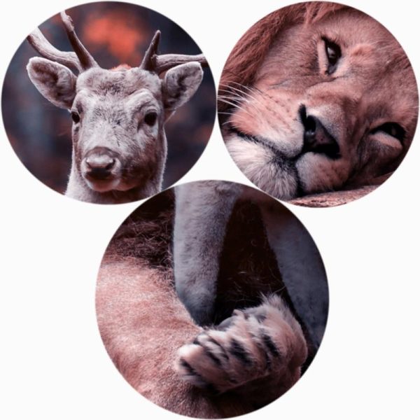 Realistic Lion and Deer Wall Art Canvas Print - Image 5