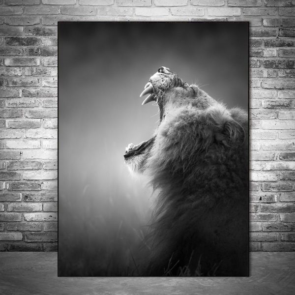 Black And White Roaring Lion Canvas Print Picture