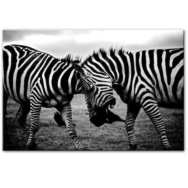 Africa Zebra Wall Art Picture - Image 3