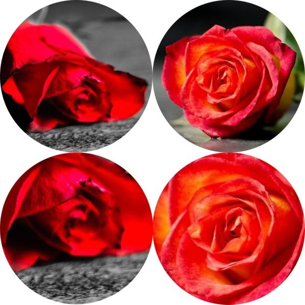 Large Red Rose on a Dark Background Wall Art Canvas Print - Image 5