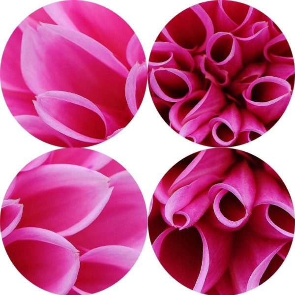 Pink Colorful Dahlia Wall Art Canvas Print - Image 4