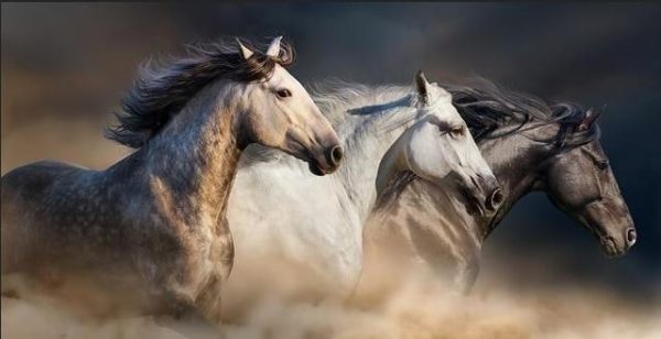 Running Horses and Elephants Wall Art Canvas Print - Image 7