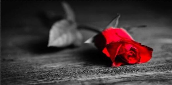 Large Red Rose on a Dark Background Wall Art Canvas Print - Image 8
