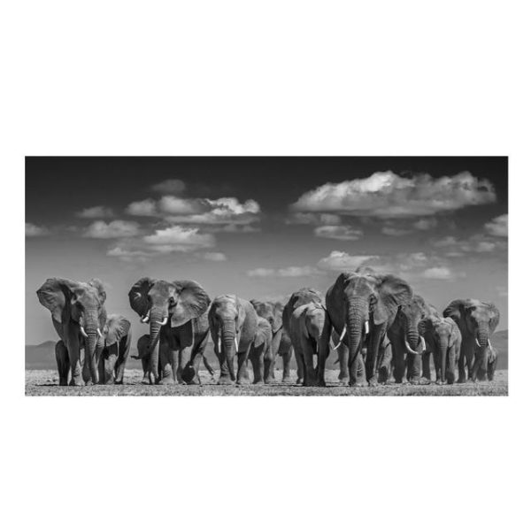 Running Horses and Elephants Wall Art Canvas Print - Image 9