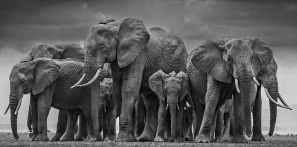 Running Horses and Elephants Wall Art Canvas Print - Image 10