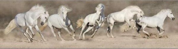 Horses Animals Wall Posters And Prints - Image 7