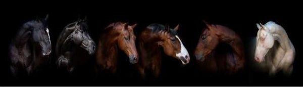 Horses Animals Wall Posters And Prints - Image 8