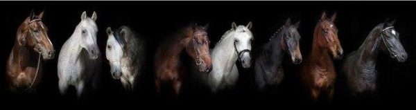 Horses Animals Wall Posters And Prints - Image 9