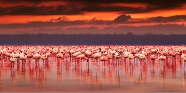African Flamingo at Sunset Wall Art Canvas Print - Image 7