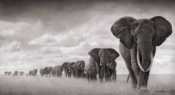 Running Horses and Elephants Wall Art Canvas Print - Image 8