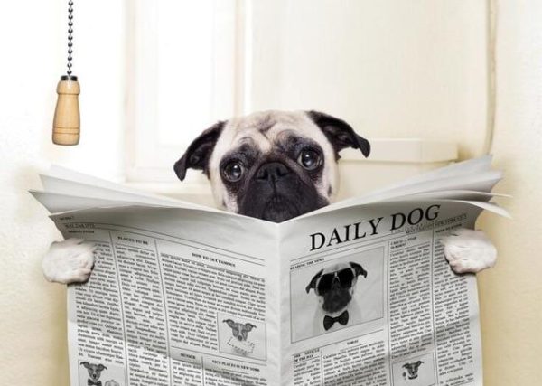 Funny Dog Reading Newspaper Wall Art Animal Poster - Image 6