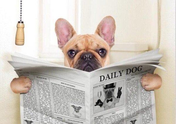 Funny Dog Reading Newspaper Wall Art Animal Poster - Image 7
