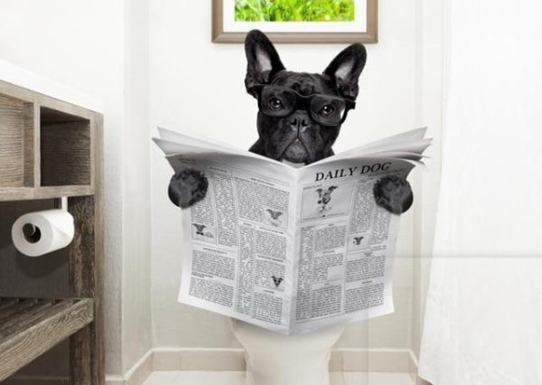 Funny Dog Reading Newspaper Wall Art Animal Poster - Image 8