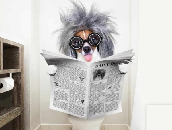 Funny Dog Reading Newspaper Wall Art Animal Poster - Image 9