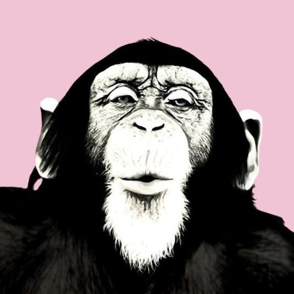 Graffiti Funny Orangutan Wall Art Canvas Picture - Image 9