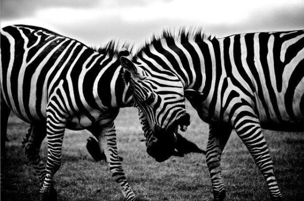 Africa Zebra Wall Art Picture - Image 7