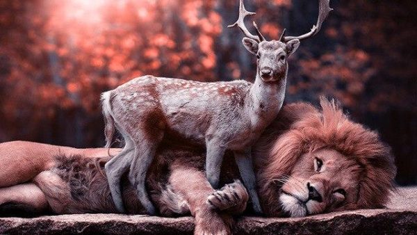 Realistic Lion and Deer Wall Art Canvas Print - Image 6