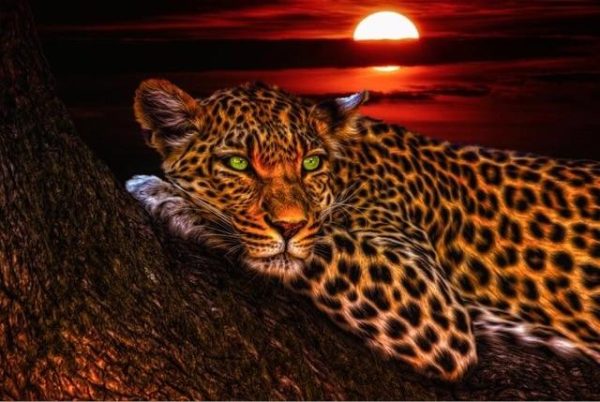 Leopard at Sunset Canvas Art Painting Wall Poster - Image 7
