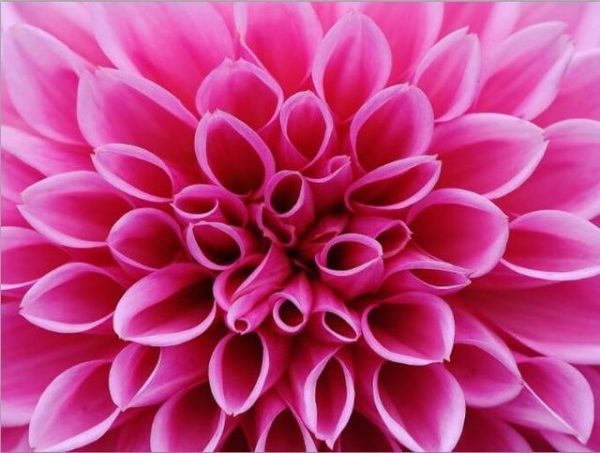 Pink Colorful Dahlia Wall Art Canvas Print - Image 7