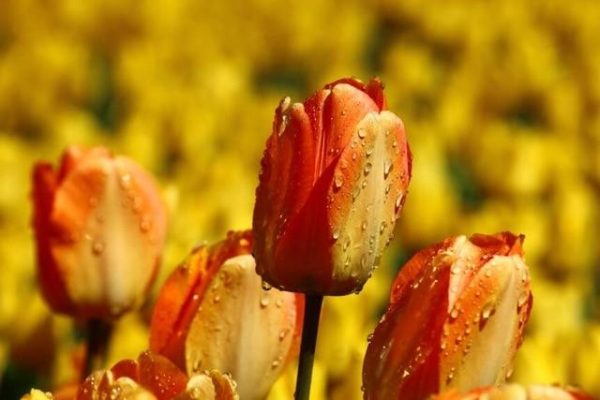 Colorful Tulip Flowers in Water Drops Wall Art Canvas Print - Image 7